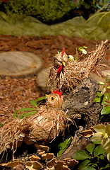Image showing Straw quails