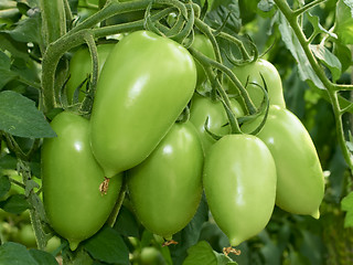 Image showing Bunch of green tomatoes