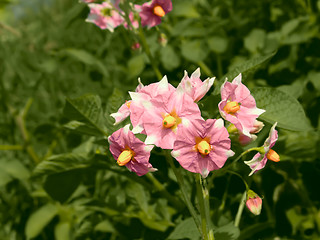 Image showing Potato flowers