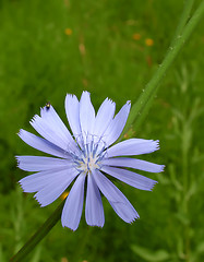 Image showing Chicory flower