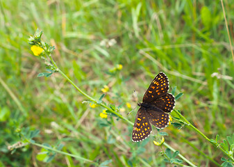 Image showing Butterfly among the motley grass