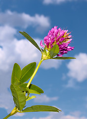 Image showing Clover flower