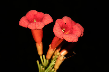 Image showing Eccremocarpus branch blossoming