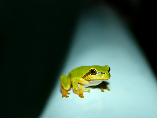 Image showing Tree Frog on a water tank