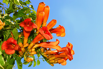 Image showing Eccremocarpus branch blossoming