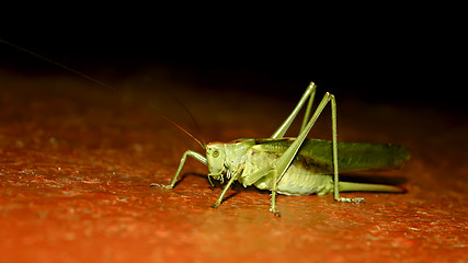 Image showing Locusts at night