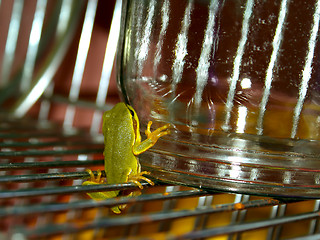 Image showing Tree Frog on a drying rack