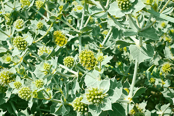 Image showing Prickly grass weedPrickly grass weed. Kinburn Spit, near Ochakiv, Ukraine