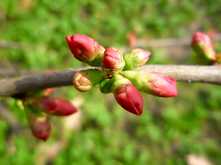 Image showing Pink cherry buds on the branch