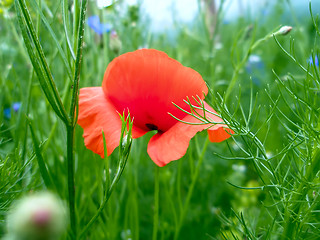 Image showing Red poppy blooming