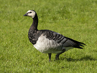 Image showing Barnacle Goose