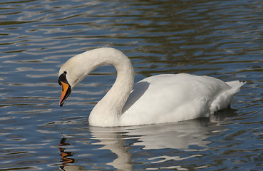Image showing Muted swan