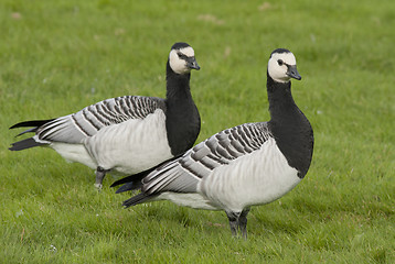 Image showing Barnacle Goose. 