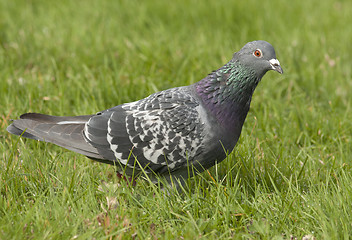 Image showing Dove