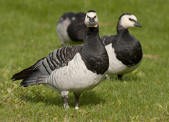 Image showing Barnacle Goose