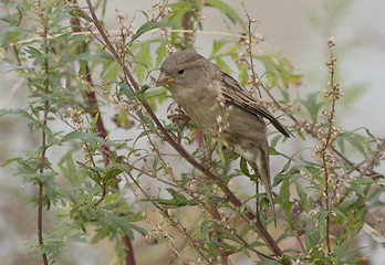 Image showing House sparrow