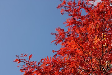 Image showing Red rowan leaves on a background of the blue sky