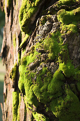 Image showing Green moss on a tree 
