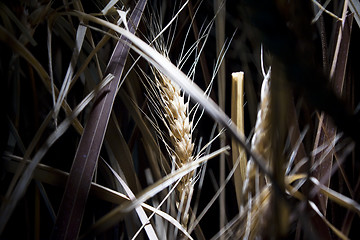 Image showing paddy rice 