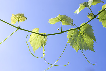 Image showing Bright leaf and sky