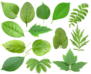 Image showing Set of green leaf