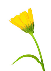 Image showing One yellow flower of calendula