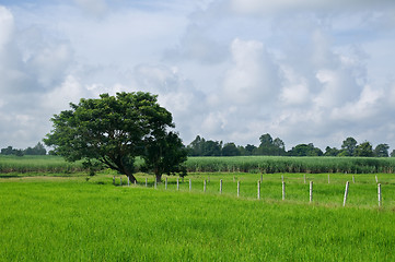 Image showing Rice field in Thailand