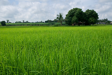 Image showing Rice field in Thailand