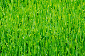 Image showing Detail of rice field in Thailand.