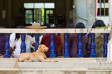 Image showing Dog at Buddhist temple in Thailand