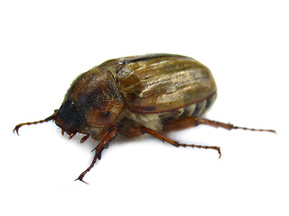 Image showing June beetle