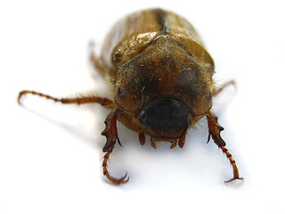 Image showing June beetle