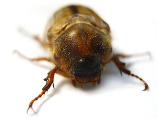 Image showing June beetle