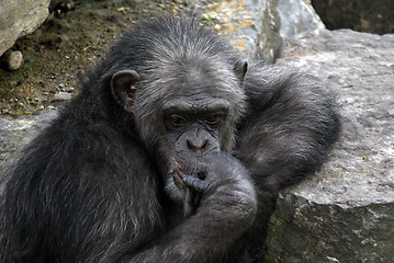 Image showing Common Chimpanzee