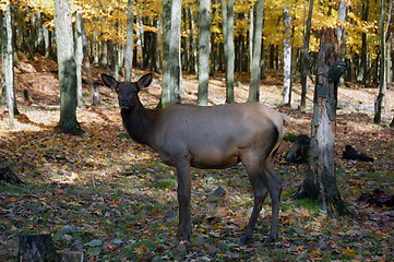 Image showing Elk