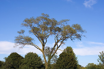 Image showing tree against the sky