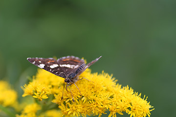 Image showing Butterfly on flowers