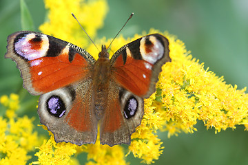 Image showing Butterfly on flowers