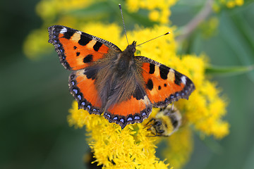 Image showing Butterfly on flowers