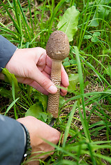 Image showing collecting mushrooms