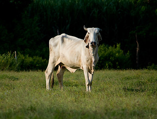 Image showing Asian cow