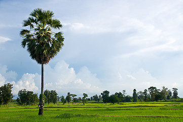 Image showing Rice field with palm tree