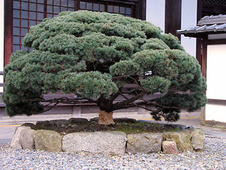 Image showing Japanese pine tree