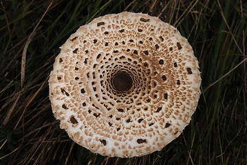 Image showing Mushroom sunstroke