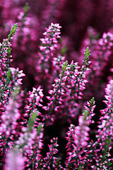 Image showing heather