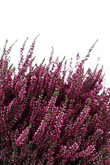 Image showing heather