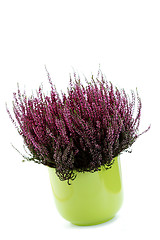 Image showing pot of heather