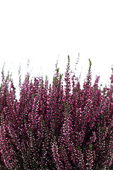 Image showing heather