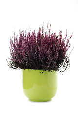 Image showing pot of heather