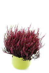 Image showing pot of heather